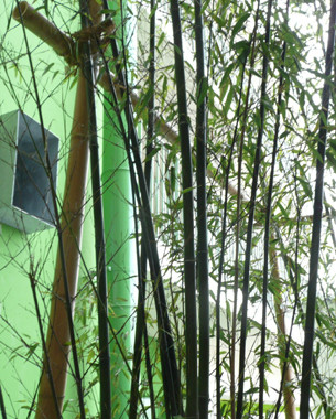 35 logements, une fosse à bambous et des bambous
